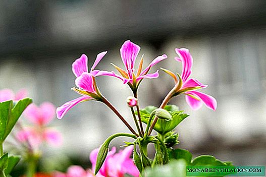 Exuberante poda de geranio en flor