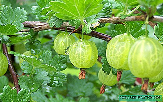 Gooseberry pruning in autumn: patterns and steps