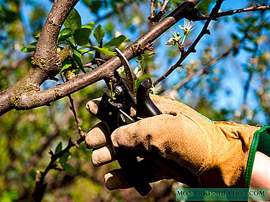 Pruning Cherry Tips for Beginners