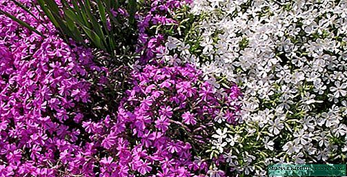 Aubriete or aubration: all about the plant, planting and care