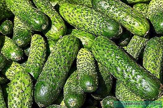 Cucumbers: planting and care in the open ground