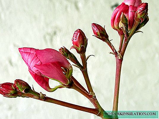 Oleander: description, types et grades, règles de départ des points