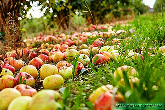 Fallen and rotten apples (carrion) as a fertilizer