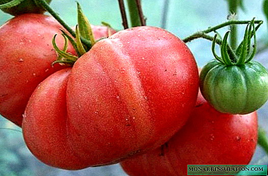 Description de la tomate Ursa Major