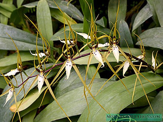 Orkide Brassia: açıklama, çeşitleri ve türleri, bakım