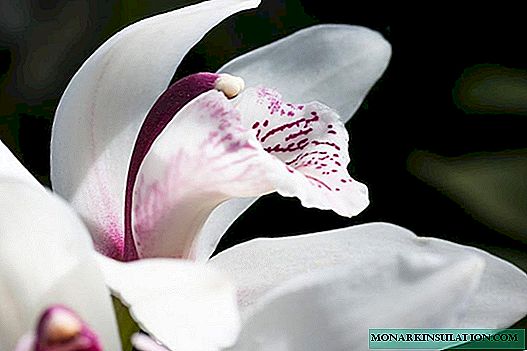 Orchidée cymbidium: description, types, soins