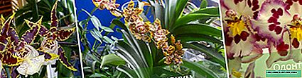 Orchid Cumbria: descrição, tipos, características dos cuidados