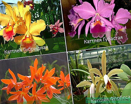 Cattleya Orchid: description, types, care