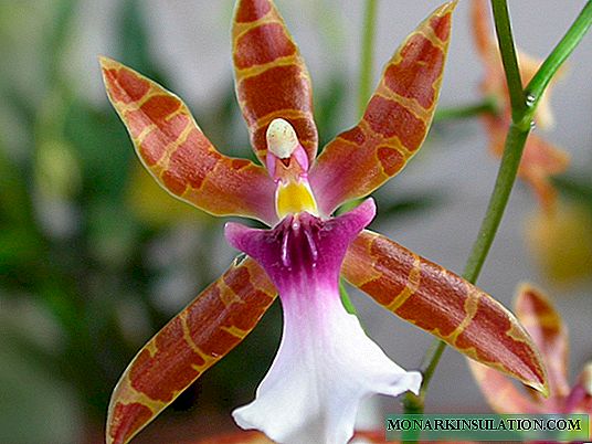Orchidée miltonia: soins, plantation