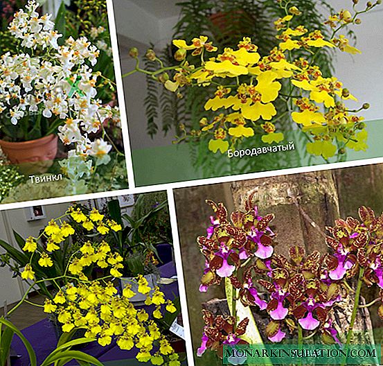 Orchid oncidium: variedades, atendimento domiciliar