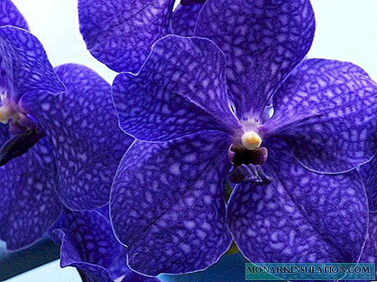 Orquídea Wanda: descripción, las sutilezas del cuidado