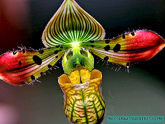 Zapatilla orquídea venus o papiopedilum: descripción, cuidado