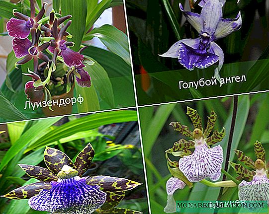 Орхідея зігопеталум: опис, види, догляд в домашніх умовах