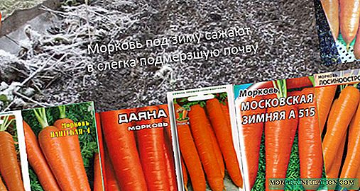 Im Herbst Karotten pflanzen im Winter