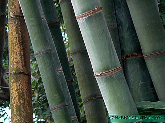 Características del cultivo de bambú en Rusia