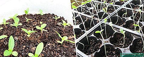 Características del cultivo de zinnia a partir de semillas.