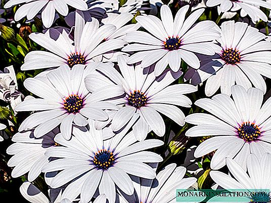 Osteospermum Sky and Ice: features of cultivation