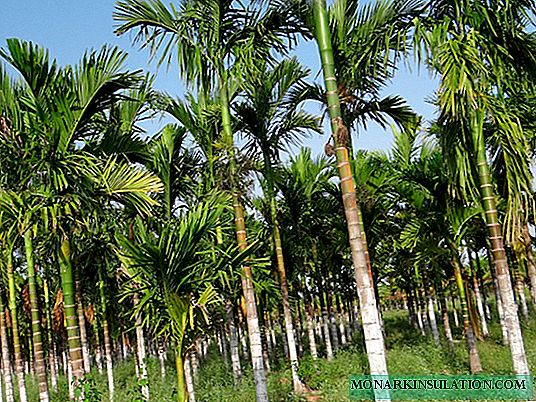 Palm areca: description, types, soins à domicile