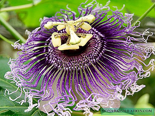 Passiflora: beskrivelse, beplantning og stell