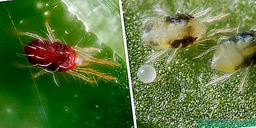 Spider mite on indoor plants: control methods