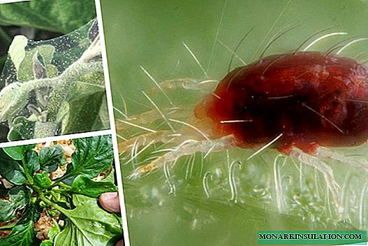Edderkoppmidd på frøplanter: årsaker og behandling