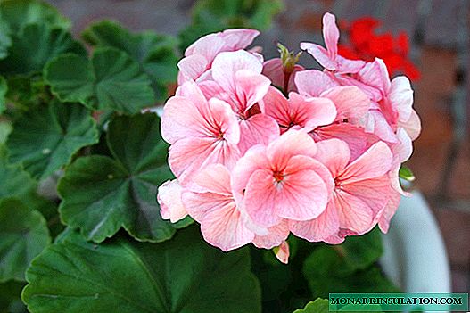 Pelargonium: care, varieties with a photo, differences from geraniums