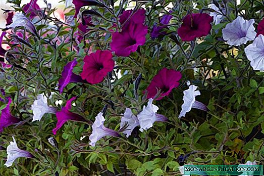 Petunia: description, types and varieties, planting, care