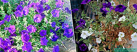 Petunia dries and fades: causes, methods of treatment