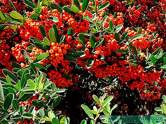 Pyracantha: landing and care