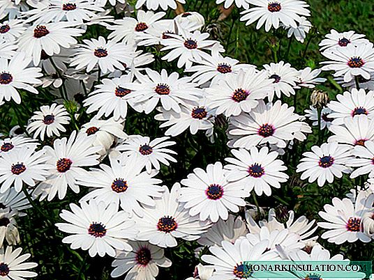 Pyrethrum (Dalmatian daisy): คำอธิบายการปลูกการดูแล