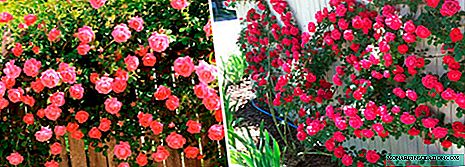 Rose rampicanti o tortuose: varietà, coltivazione