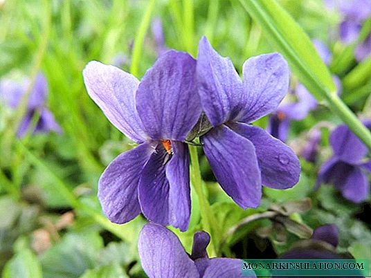 Why violets do not bloom and what to do
