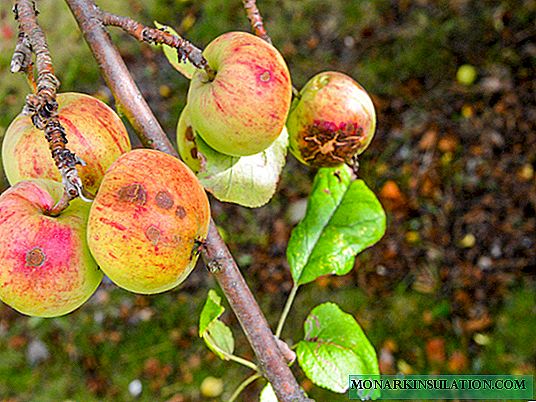 Hvorfor falder æbler fra æbletræet, og hvad skal man gøre?