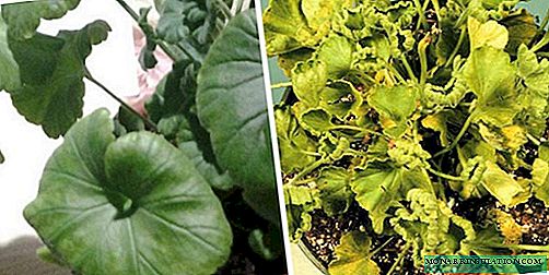 Why do geraniums dry and curl leaves