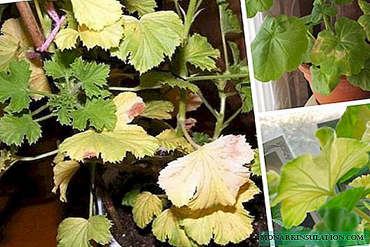 Why do geraniums turn yellow leaves