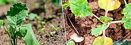 Почему вянет рассада капусты: основные рекомендации по уходу и лечению