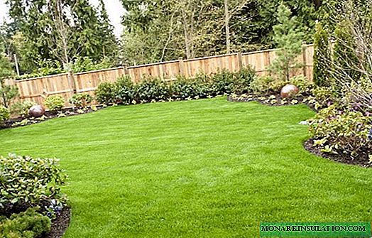Preparing the lawn for winter and caring for it in the fall