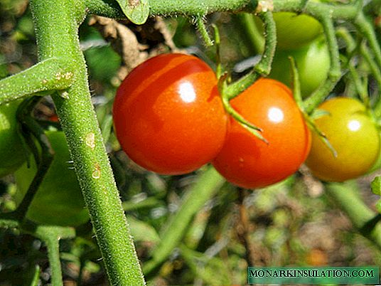 Cherry Tomatoes at Home