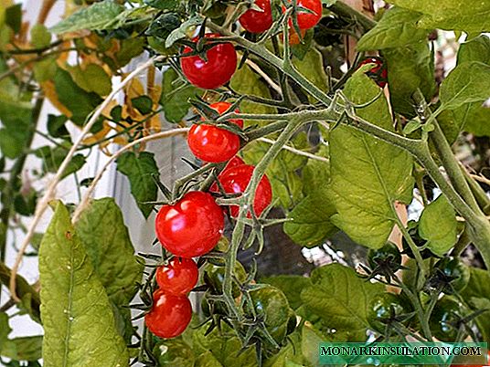 Tomatoes on the balcony: step-by-step instructions on how to grow