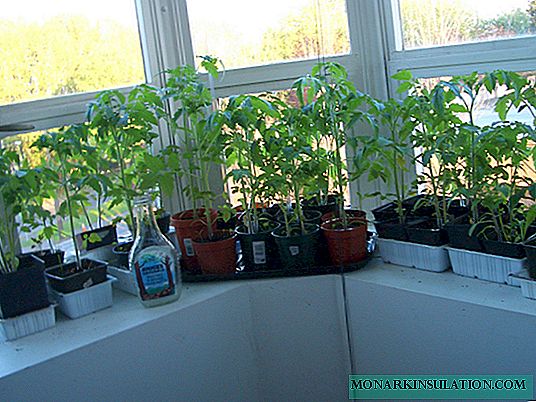 Tomatoes on the windowsill from A to Z