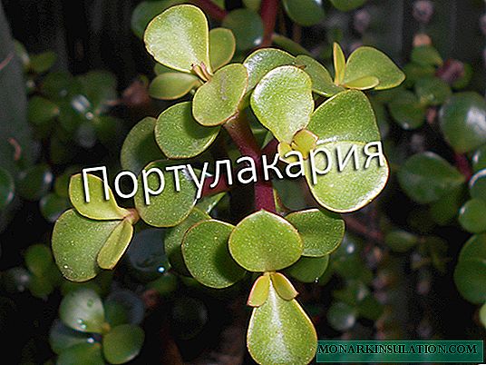 Portulacaria: home growing and care