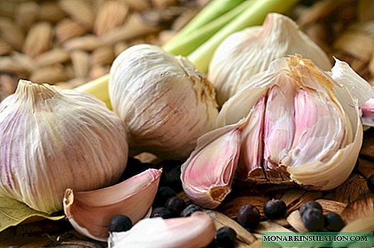 Planting garlic in the fall (before winter), the best time