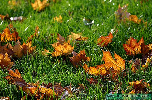 La siembra de césped en el otoño