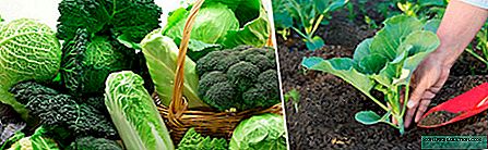 Planting cabbage: features depending on the type and variety