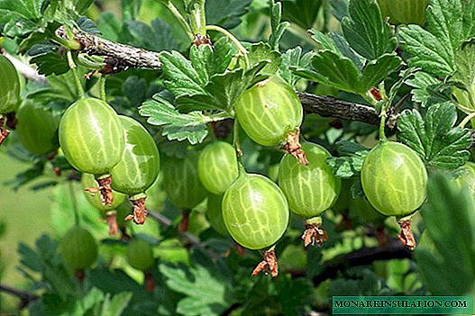 Gooseberry planting in the fall: rules and technology