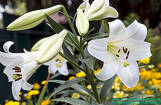 Planting lilies: all schemes and terms