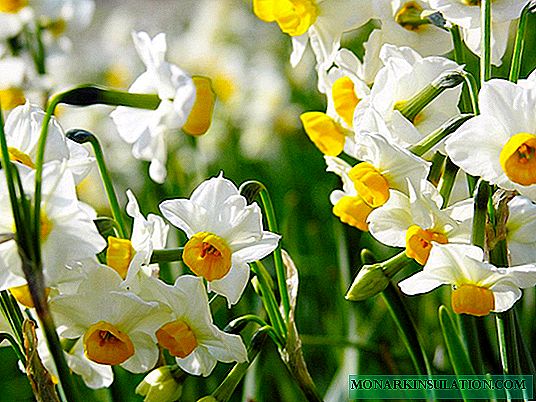 Planting daffodils in autumn: when and how to plant