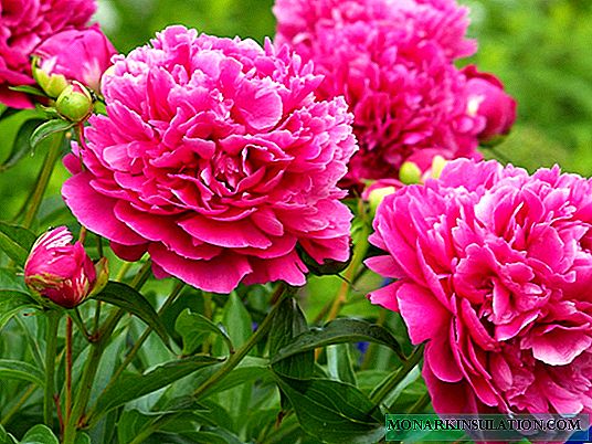 Planting peonies in the ground: detailed instructions
