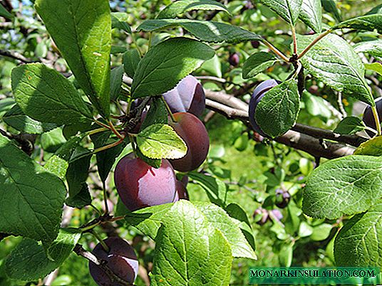 Planting plums in autumn: step-by-step instructions