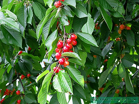 Planting cherries in autumn: step by step instructions